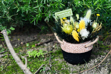 將圖片載入圖庫檢視器 迷你綠意草編籃 |Greenery in Braided Basket