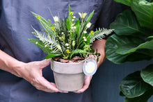 將圖片載入圖庫檢視器 野草的後來│Preserved Potted Plant