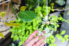 將圖片載入圖庫檢視器 夏光鈴蘭 │ Lily Bells in Summer Light