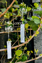 將圖片載入圖庫檢視器 夏光鈴蘭 │ Lily Bells in Summer Light