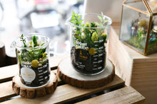 將圖片載入圖庫檢視器 Small World with Green and Coffee Beans│男子漢の燒杯